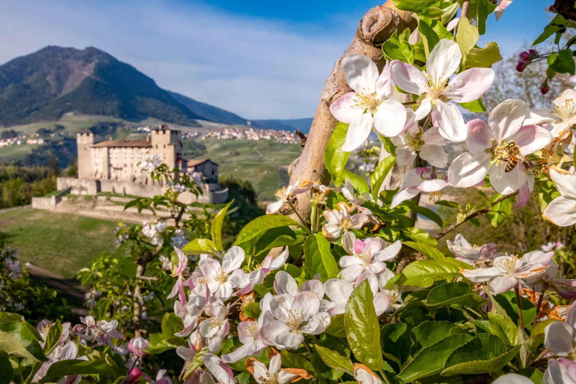 Valdinon Cles Castelcles Paolocrocetta 48962